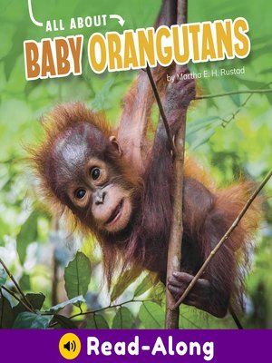 cover image of All About Baby Orangutans